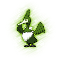 Cramorant