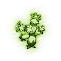 Maractus